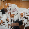 Photo de l'animal n°33936