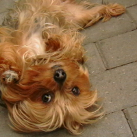 Photo #255208 de Lola