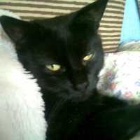 Photo #255365 de GASTON