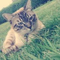 Photo #255423 de Mickey