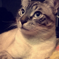 Photo #255424 de Mickey