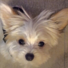 Photo de l'animal n°34052