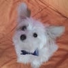 Photo de l'animal n°34052