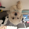 Photo de l'animal n°34053