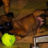 Photo de l'animal n°34065