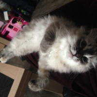 Photo #255490 de Chipie
