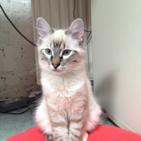 Photo #255491 de Chipie