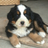 Photo de l'animal n°34084