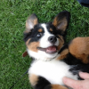 Photo de l'animal n°34092