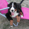 Photo de l'animal n°34092