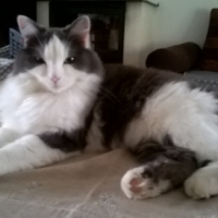 Photo #255608 de kitty