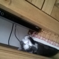 Photo #255609 de kitty