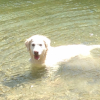 Photo de l'animal n°34133