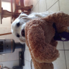 Photo de l'animal n°34133