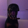 Photo de l'animal n°34135