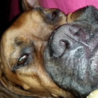 Photo #255728 de gypsie
