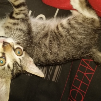 Photo #255733 de luna