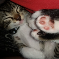 Photo #255734 de luna