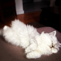 Photo #255809 de Indee