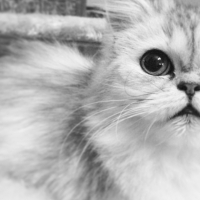 Photo #255810 de Indee