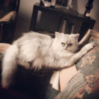 Photo #255812 de Indee