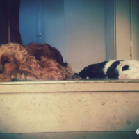 Photo #255845 de Figaro