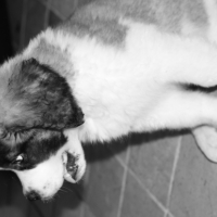Photo #255948 de Leeroy