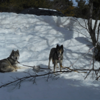 Photo #255952 de  Titane