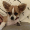 Photo de l'animal n°34247