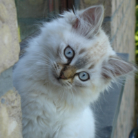 Photo #256025 de Duchesse