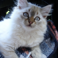 Photo #256026 de Duchesse