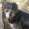 Photo de l'animal n°34217