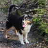 Photo de l'animal n°34300