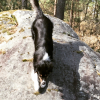 Photo de l'animal n°34300