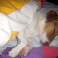 Photo #256223 de Lana