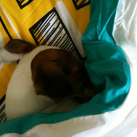 Photo #256227 de Lana