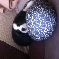 Photo #256276 de Kim