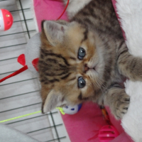 Photo #256299 de  Kiss Junior