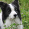 Photo de l'animal n°34330
