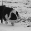 Photo de l'animal n°34330