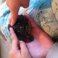 Photo #256318 de Raphaello