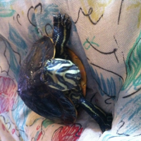 Photo #256320 de Raphaello