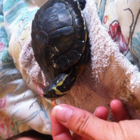 Photo #256321 de Raphaello