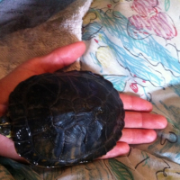 Photo #256322 de Raphaello
