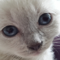 Photo #256347 de luna