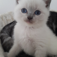 Photo #256348 de luna