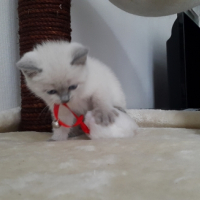 Photo #256349 de luna