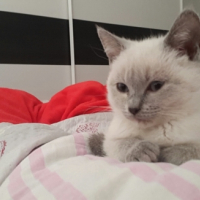 Photo #256350 de luna