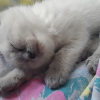 Photo #256351 de luna