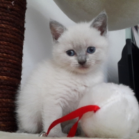 Photo #256352 de luna